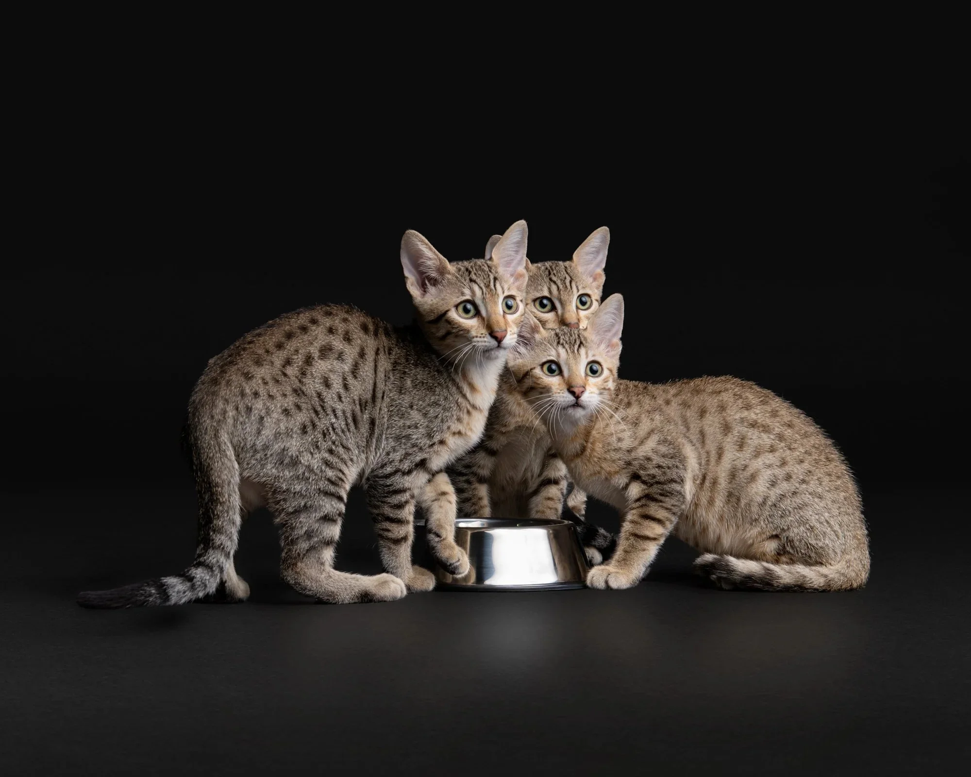 Three tabby kittens standing around a silver food bowl.